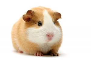 cavia