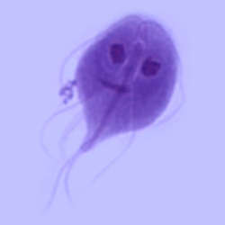 giardia kat behandelen