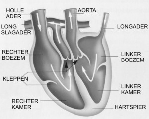 hart artikel website