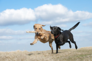 entkaart honden