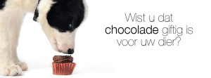 chocolade gifting voor uw hond